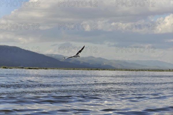 A single bird flies over a calm expanse of water against a mountainous backdrop, Inle Lake,