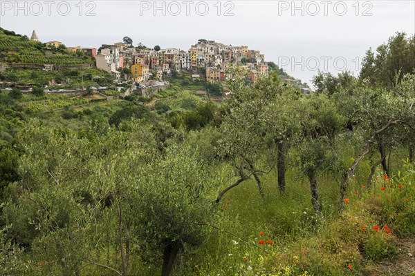 Village with colourful houses by the sea, Corniglia, UNESCO World Heritage Site, Cinque Terre,