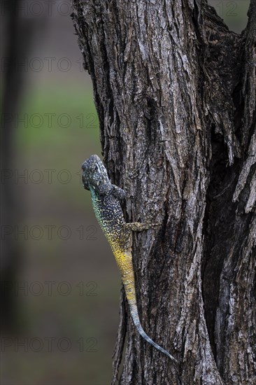 Blue-throated Agama (Acanthocercus atricollis), Madikwe Game Reserve, North West Province, South