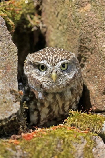 Little owl (Athene noctua), (Tyto alba), adult, at breeding den, alert, portrait, Lowick,