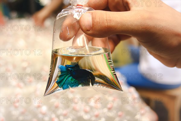 A hand holding a plastic bag with water and a Siamese fighting fish inside. Chatuchak Weekend