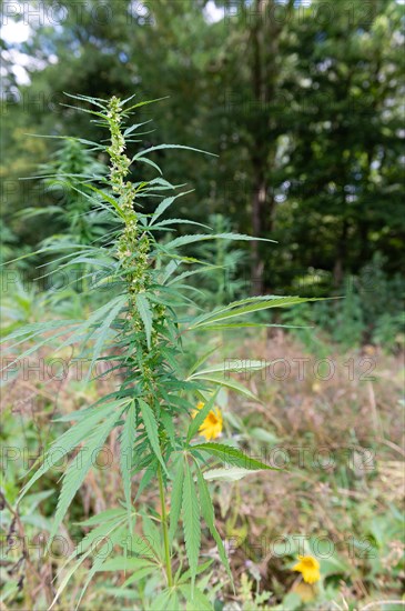 Young hemp stands in a natural environment with a blurred background, hemp, cannabis, Mettmann,