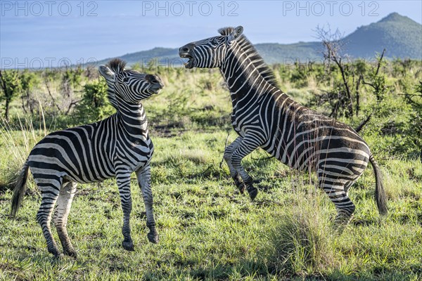 Plains zebra (Equus quagga) 2 stallions fighting, Madikwe Game Reserve, North West Province, South