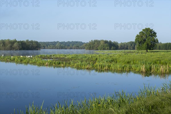Wetland, wet meadow, water surface, mute swans (Cygnus olor), marsh iris (Iris pseudacorus) in