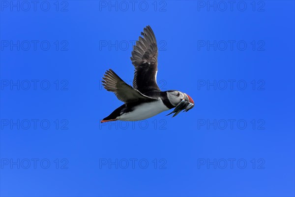 Puffin (Fratercula arctica), adult, flying, with sand eels, with food, Faroe Islands, England,