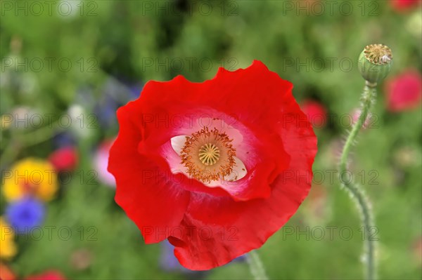 A bright red poppy flower (Papaver rhoeas), with black seed capsule on a blurred green background,