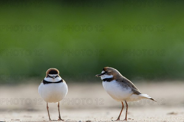 Slender-billed plover (Anarhynchus collaris) Pantanal Brazil