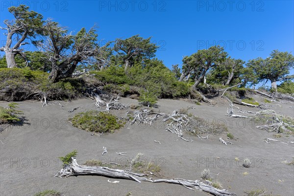 Riparian forest at Lago Grey, Torres del Paine National Park, Parque Nacional Torres del Paine,