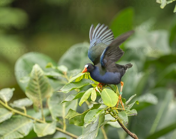 Allen's gallinule (Porphyrio alleni), male, occurring in sub-Saharan Africa, captive, Germany,