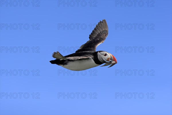 Puffin (Fratercula arctica), adult, flying, with sand eels, with food, Faroe Islands, England,