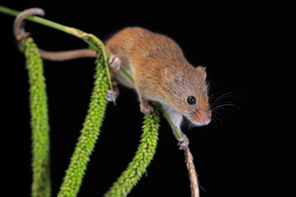Eurasian harvest mouse (Micromys minutus), adult, on plant stalks, ears of corn, foraging, at