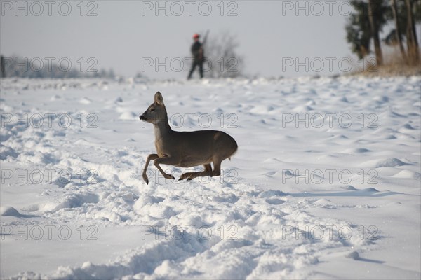 European roe deer (Capreolus capreolus) doe in winter coat jumps over snowy fallow field and is