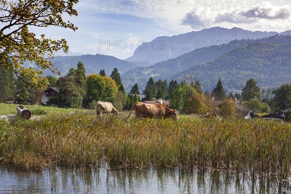 Wetterstein mountains with cows and pond in autumn, hiking trail Kramerplateauweg,