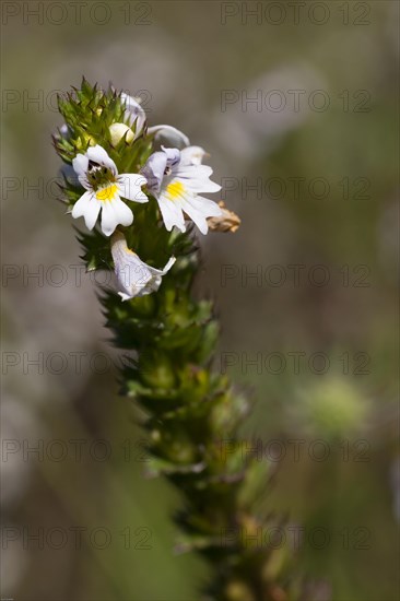 Close-up of a flower with white blossoms and green stem on a blurred natural background Eyebright