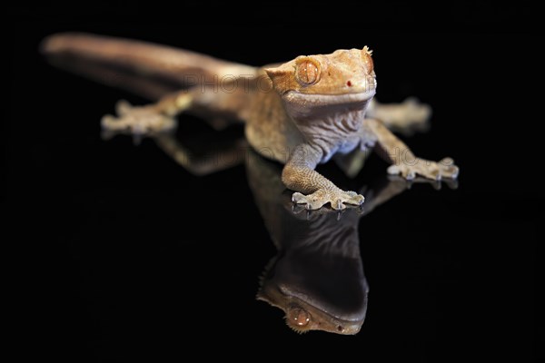 New Caledonian eyelash gecko (Correlophus ciliatus), adult, captive, New Caledonia, Oceania