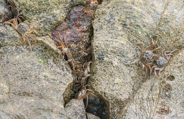 Many chinese mitten crab (Eriocheir sinensis), invasive species, neozoon, crabs, juveniles, hiding