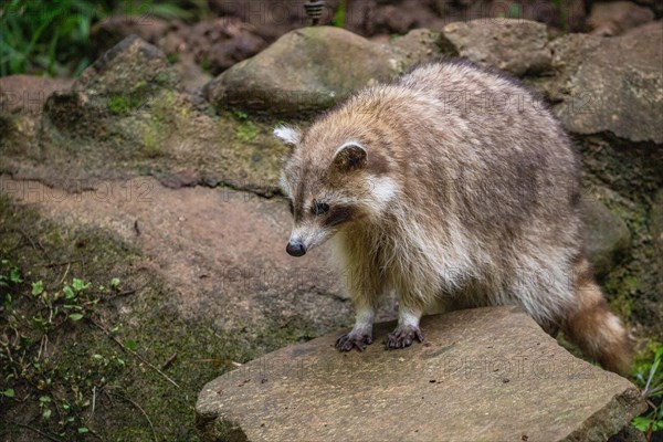 Raccoon in natural environment, close-up, portrait of the animal on Guadeloupe au Parc des