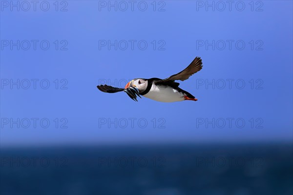 Puffin (Fratercula arctica), adult, flying, with sand eels, with food, Faroe Islands, England,