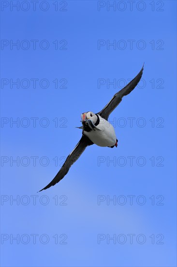 Puffin (Fratercula arctica), adult, flying, with sand eels, with food, Faroe Islands, England,