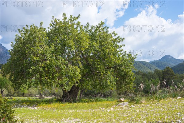 Holm oak (Quercus ilex) or holm oak, very old, solitary tree growing on a barren pasture with stony