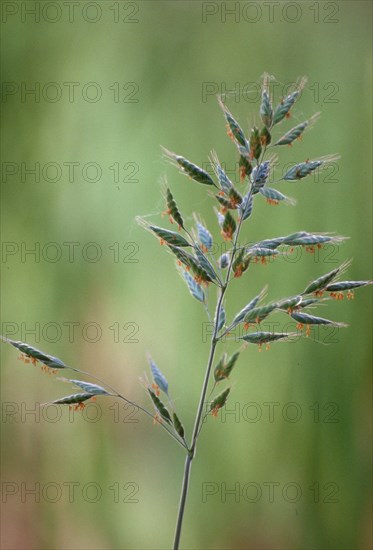 Close-up of a blade of grass with green blurred background in daylight Panicle grass Grass pollen