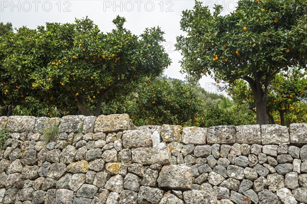 Citrus plantation and old stone wall, Fornalutx, Serra de Tramuntana, Majorca, Balearic Islands,
