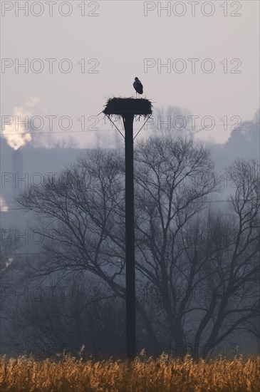 White stork (Ciconia ciconia), clapper stork, after its return from wintering, standing in its