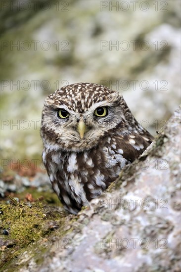 Little owl (Athene noctua), (Tyto alba), adult, on tree trunk, alert, portrait, Lowick,