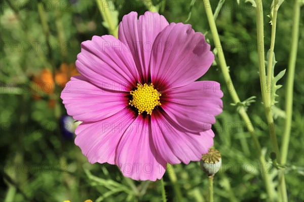 A shining pink flower (Cosmea bipinnata), Cosmea, in sunlight, close-up with green foliage in the