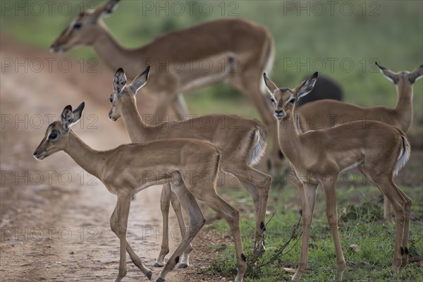 Black Heeler Antelope or Impala (Aepyceros melampus) herd with young, nursery, Madikwe Game