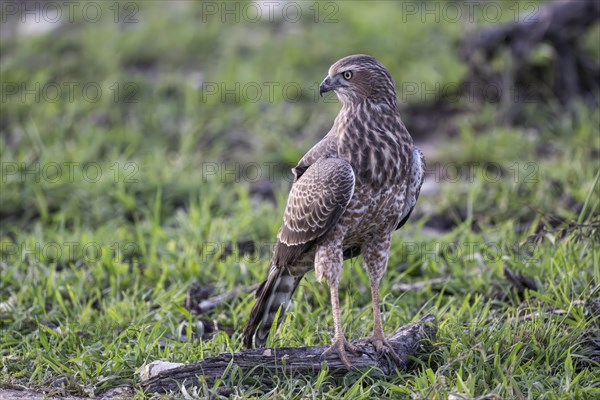 Silver Singing Goshawk, also known as pale chanting goshawk (Melierax canorus) juvenile, Madikwe