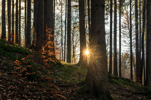 Rays of sunlight penetrate the tranquil forest and create a peaceful, natural ambience, Gelpe,