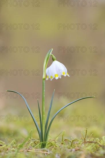 Spring snowdrop (Leucojum vernum), March snowdrop, March bell, large snowdrop. Amaryllis family