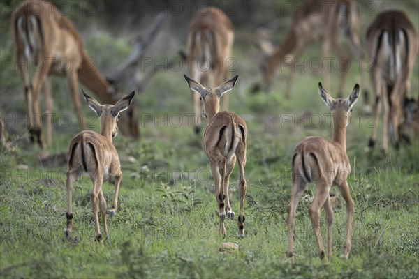 Black Heeler Antelope or Impala (Aepyceros melampus) herd with young, nursery, Madikwe Game