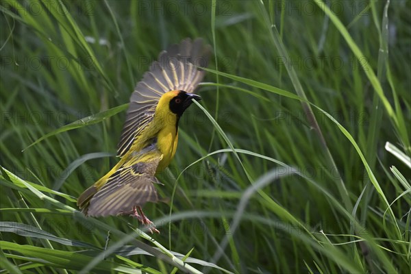Southern masked weaver (Ploceus velatus) collecting nesting material, Madikwe Game Reserve, North