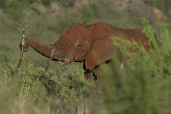African elephant (Loxodonta africana) Madikwe Game Reserve, North West Province, South Africa, RSA,