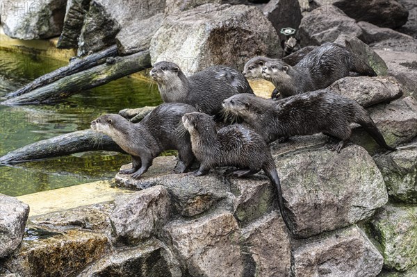 Dwarf otter, Asian oriental small-clawed otter (Aonyx cinerea), Heidelberg Zoo, Baden-Wuerttemberg,