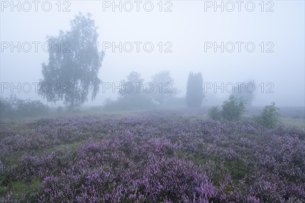 Heath landscape, flowering common heather (Calluna vulgaris), birch (Betula), morning mist,