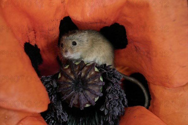 Common harvest mouse, (Micromys minutus), adult, on corn poppy, flower, foraging, at night,