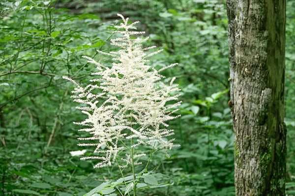 A flowering shrub with white flowers stands in front of a tree trunk in the forest true meadowsweet