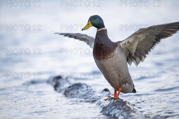 Mallard (Anas platyrhynchos) male, spreading his wings, standing on a flooded log in the water,