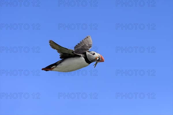 Puffin (Fratercula arctica), adult, flying, with sand eels, with food, Faroe Islands, England,