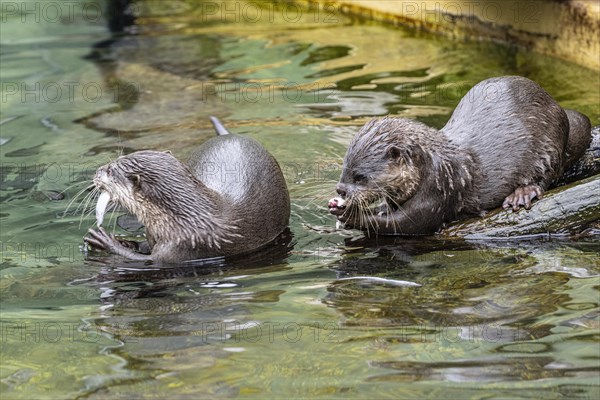 Dwarf otter, Asian oriental small-clawed otter (Aonyx cinerea), Heidelberg Zoo, Baden-Wuerttemberg,