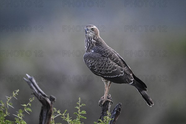 Silver Singing Goshawk, also known as pale chanting goshawk (Melierax canorus) juvenile, Madikwe
