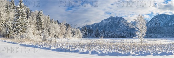 Schwansee in winter, behind it Neuschwanstein Castle and the Tegelberg, 1720m, near Hohenschwangau,