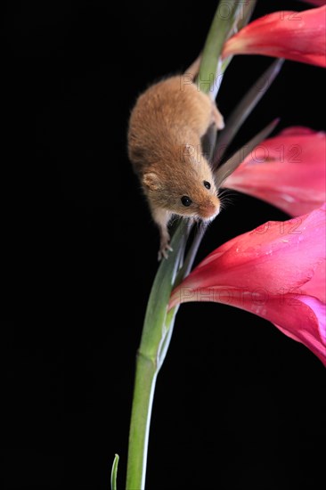 Eurasian harvest mouse (Micromys minutus), adult, on plant stem, flowering, foraging, at night,
