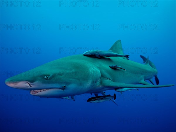 Lemon shark (Negaprion brevirostris) with a ship's keeper (Echeneidae) off Jupiter, Florida, USA,