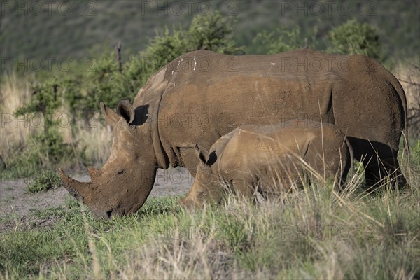 White rhinoceros (Ceratotherium simum) cow with baby, Madikwe Game Reserve, North West Province,