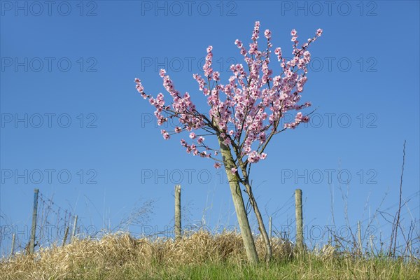 Flowering almond tree (Prunus dulcis) Almond blossom, blue sky, vineyard, Baden-Wuerttemberg,