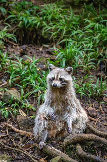 Raccoon in natural environment, close-up, portrait of the animal on Guadeloupe au Parc des